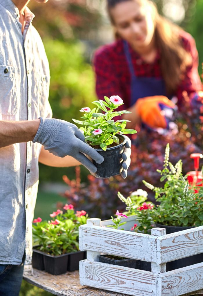 Guy gardener in garden gloves puts the pots with seedlings in the white wooden box on the table and a girl prunes plants in the wonderful nursery-garden on a sunny day. Guy gardener in garden gloves puts the pots with seedlings in the white wooden box on the table and a girl prunes plants in the wonderful nursery-garden on a sunny day. .